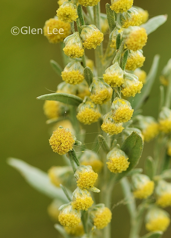 Artemisia absinthium photos Saskatchewan Wildflowers
